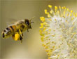 Bestuivers zijn onmisbaar voor bloemplanten � Shutterstock