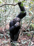 Chimp ant fishing © Ilka Herbinger