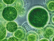 Chlorofyl in algen ï¿½ Netherlands Space Officeï¿½