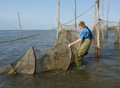 Nieuwe soorten in warmere Noordzee © NIOZ, Texel