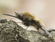 Gewone wolzwever © Richard Bartz