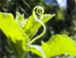 Een plant groeit in de richting van licht (fototropie) © C@fé des sciences