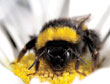 Foeragerende hommel © Matthias A. Fï¿½rst/Nature