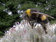 Aardhommel op bloeiende preiplant © Wikimedia Commons