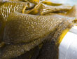 Een mariene bioloog verzamelt kelp © Long Beach State University