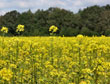 Koolzaadteelt voor biodiesel © UTwente