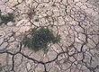 Droogte in een kribvak langs de Waal  Beeldbank Rijkswaterstaat/Henri Cormont 