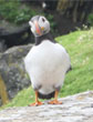 Papegaaiduiker op de Skelligs � Annemieke van Roekel