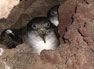 Cory's Shearwater © Eva Maldener