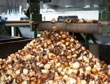 Machinaal pellen van tulpenbollen ï¿½ Annemieke van Roekel