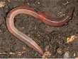 De gewone regenworm, <i>Lumbricus terrestris</i> ï¿½ WUR