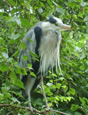 Amsterdamse reiger © Annemieke van Roekel