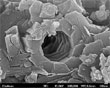 Porie in microfossiel in schalie  Clarkson University