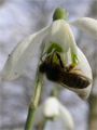 Snowdrop  Wim Postema/Ecobulbs