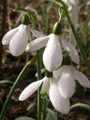 Sneeuwklokje  Wim Postema/Ecobulbs