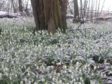 Snowdrop © Wim Postema/Ecobulbs