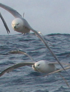 Fulmar  Jan Andries van Franeker/IMARES